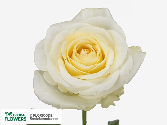 Фото вида Роза крупноцветковая "Luca".