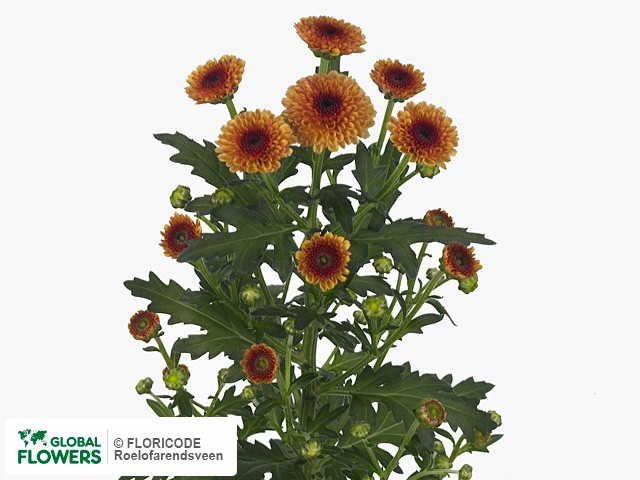 Photo Chrysanthemum (Indicum Grp) tros santini Calimero Sunrise.