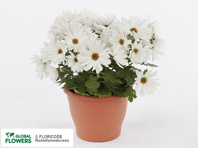 Фото вида Хризантема индийская "Pretty Pemba White".