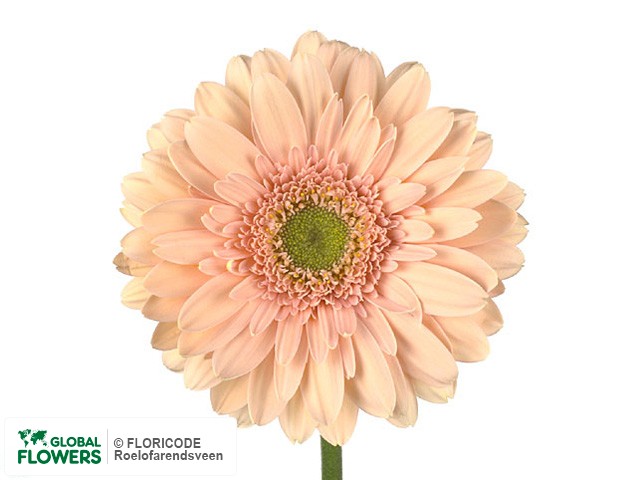 Photo Gerbera grootbloemig 'Minette'.