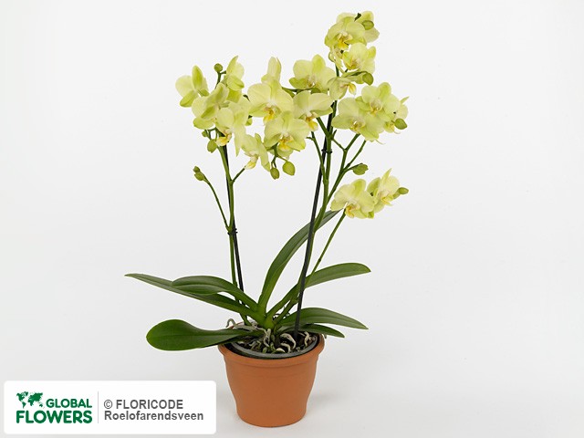 Фаленопсис "Multifloratypes Floriclone Greenstar"