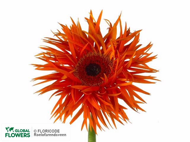 Photo Gerbera grootbloemig Orange Springs.