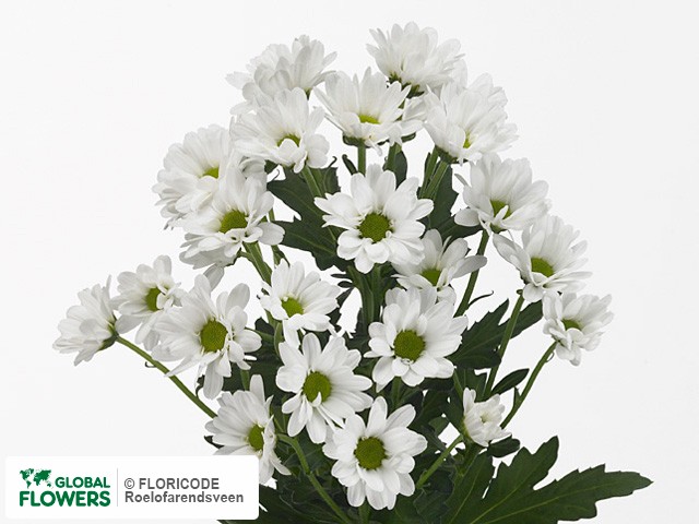 Photo Chrysanthemum (Indicum Grp) tros santini Allbianca.