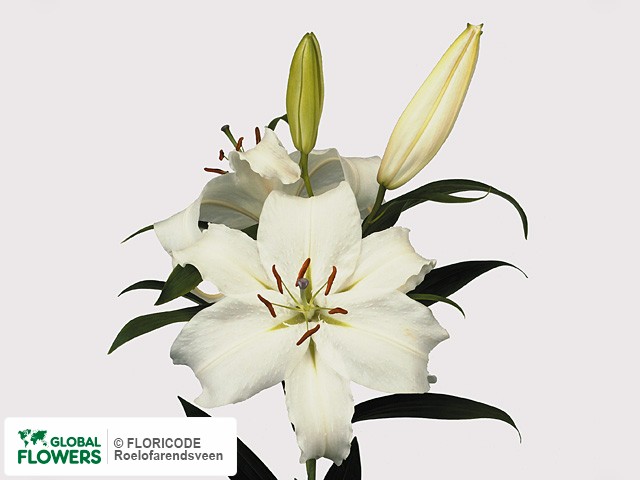 Фото вида Лилия восточная "White Merostar".