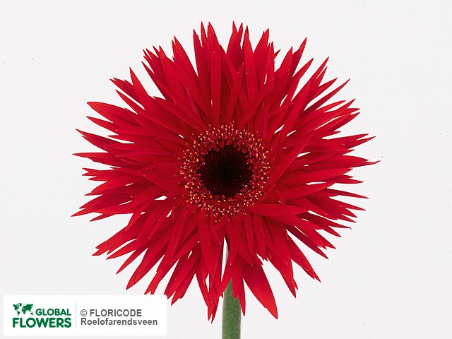 Photo Gerbera mini 'Draco'.