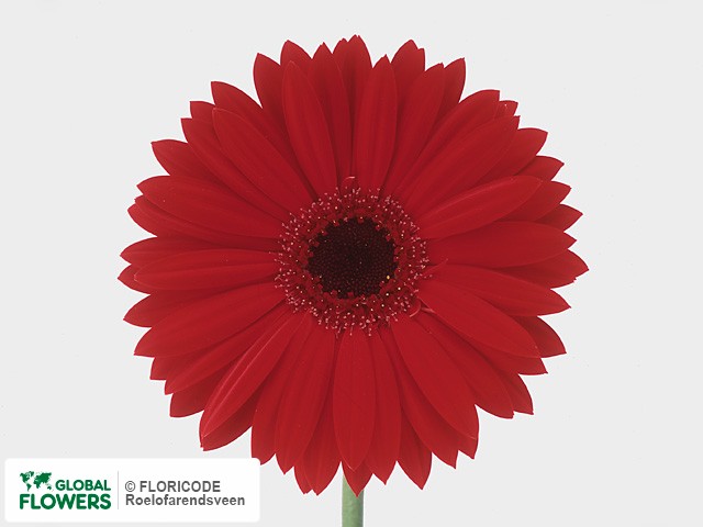 Photo Gerbera grootbloemig Chili Pepper.