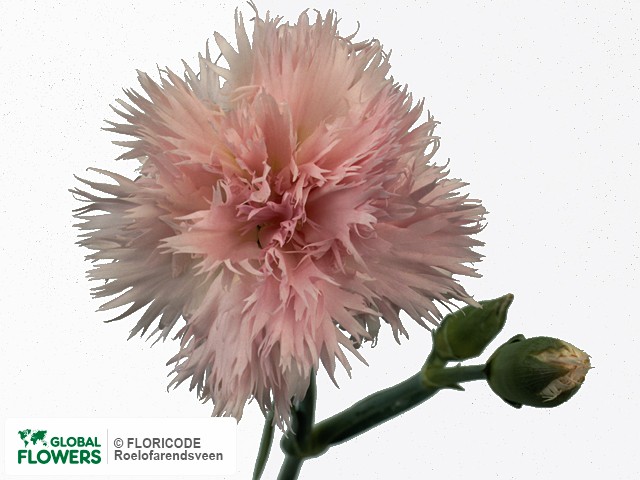 Photo Dianthus 'Egon'.