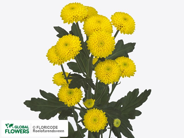 Фото вида Хризантема индийская "Coconut Yellow".