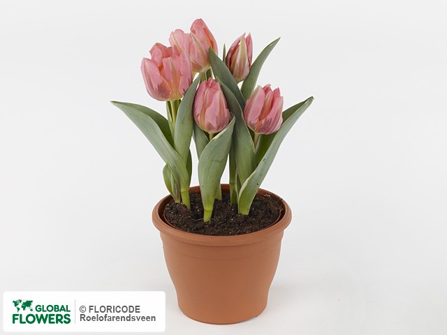 Photo Tulipa (Triumph Grp) 'Pretty Princess' | Global Flowers