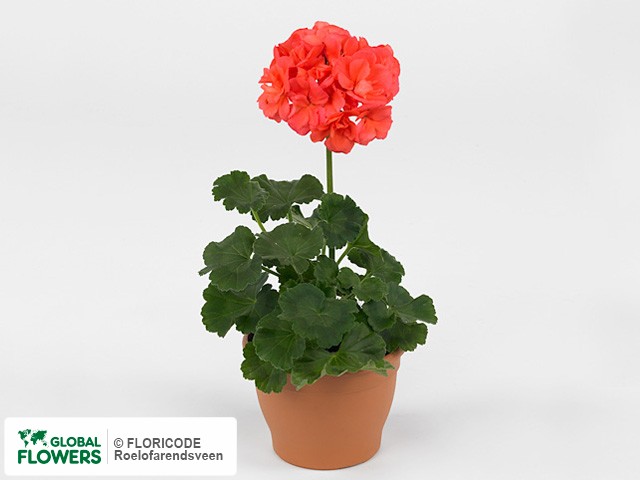 Фото вида Пеларгония зональная "Savannah Coral".