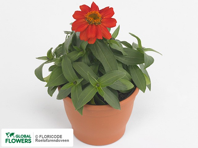 Фото вида Цинния мариландская "Zahara Scarlet".