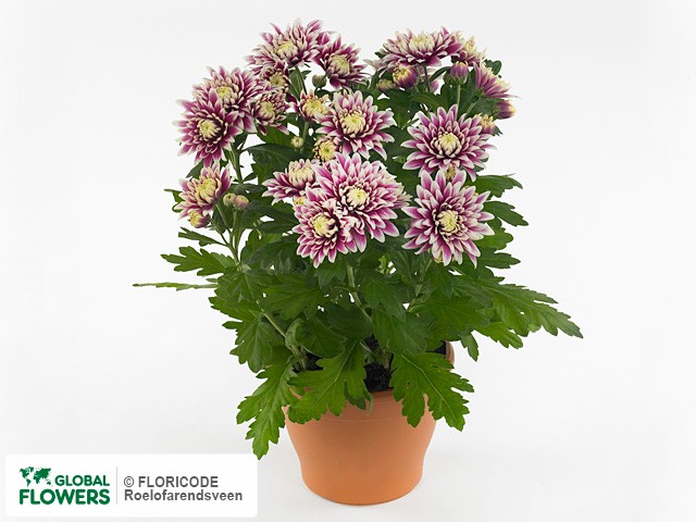 Фото вида Хризантема индийская "Chrystal Surprise".