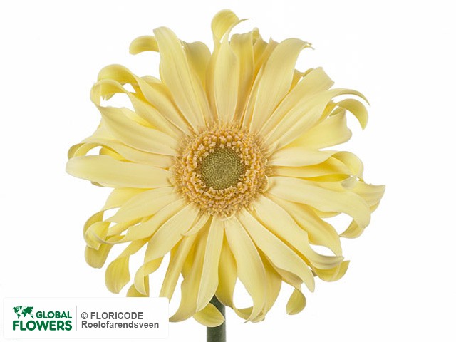 Photo Gerbera grootbloemig 'Pasta' | Global Flowers