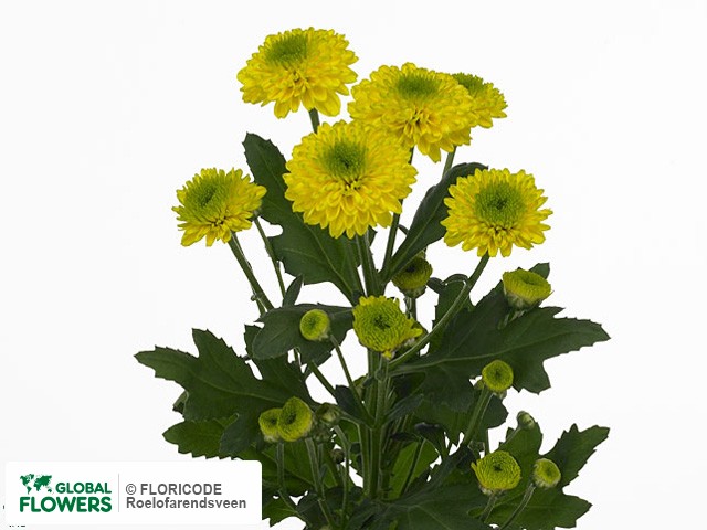 Photo Chrysanthemum (Indicum Grp) tros 'Furore Golden'.