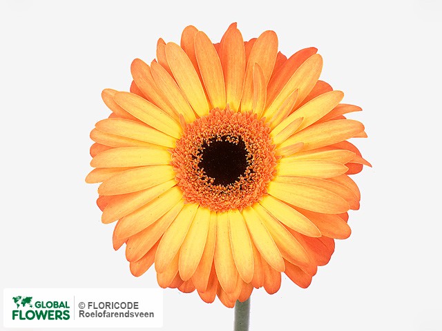 Photo Gerbera grootbloemig 'Axxion'.