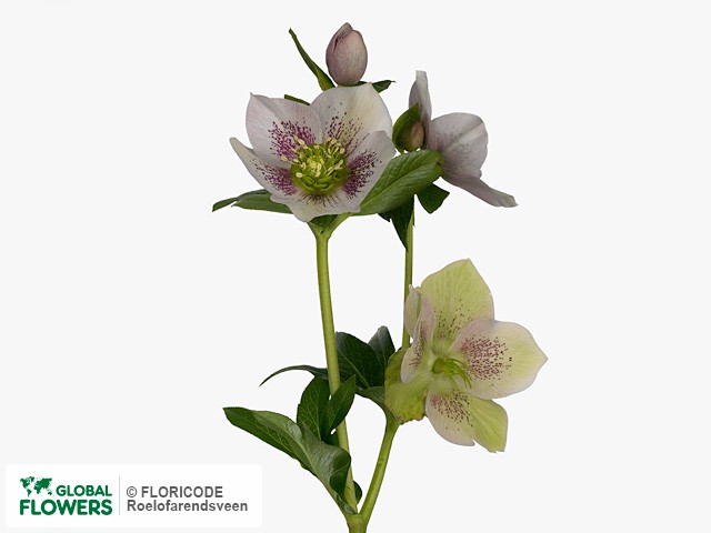 Photo Helleborus orientalis 'Pink Lady' Helleborus orientalis 'Pink Lady'