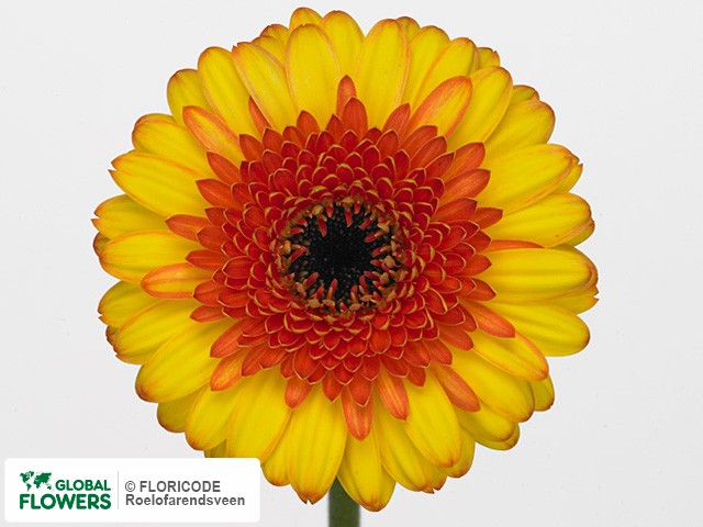 Photo Gerbera mini Ilya.