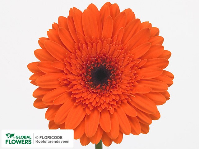 Photo Gerbera grootbloemig Mentor.