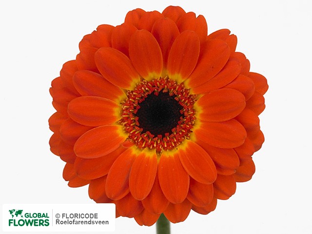 Photo Gerbera mini 'Surprise'.