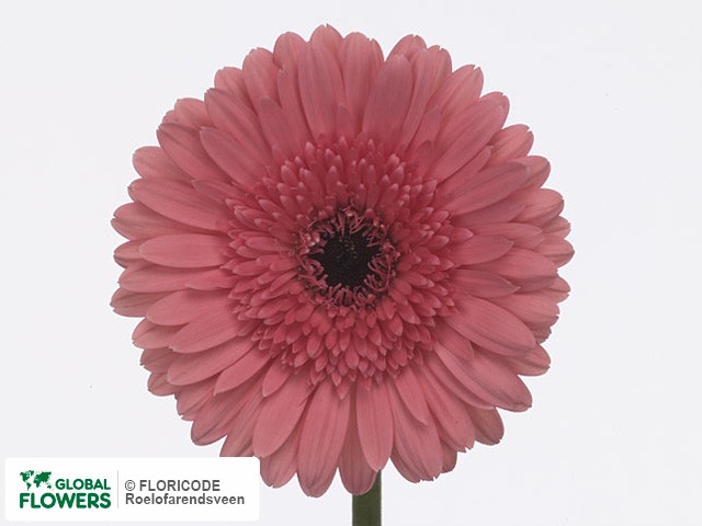 Photo Gerbera grootbloemig 'Moonira'.