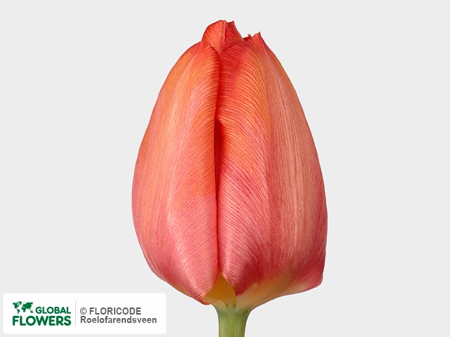 Photo Tulipa (Triumph Grp) 'Jochem'.