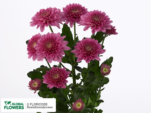 Photo Chrysanthemum (Indicum Grp) tros Praline.