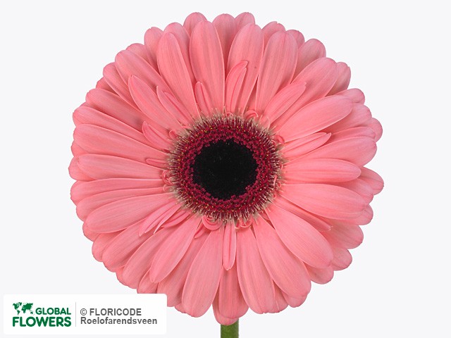 Photo Gerbera grootbloemig Mirandita.