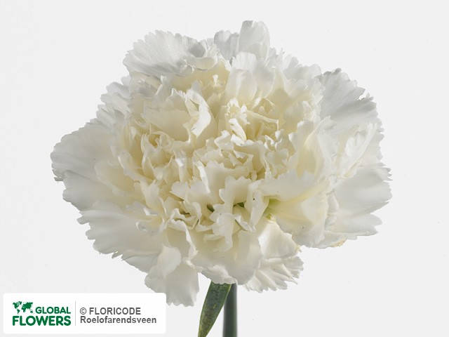 Photo Dianthus standaard Delphi.