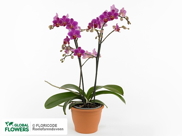 Фаленопсис "Multifloratypes Floriclone Julius"