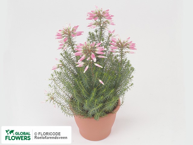 Фото вида Эрика вздутая "Grandiflora".