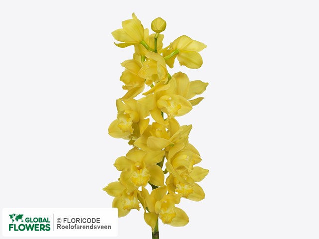 Цимбидиум крупноцветковый "Albino Yellow"