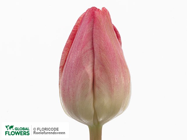 Photo Tulipa (Triumph Grp) 'Ti?sto'.