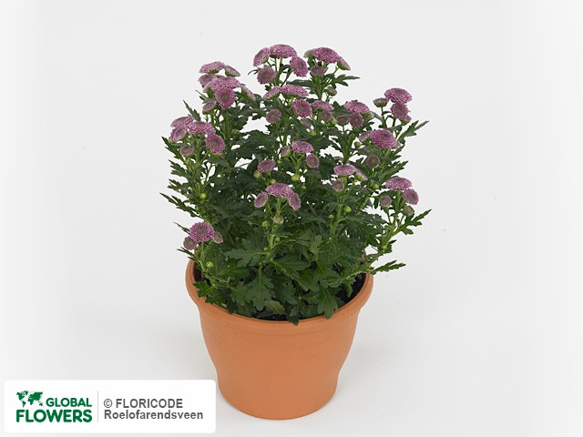 Фото вида Хризантема индийская "Bellisima Purple".