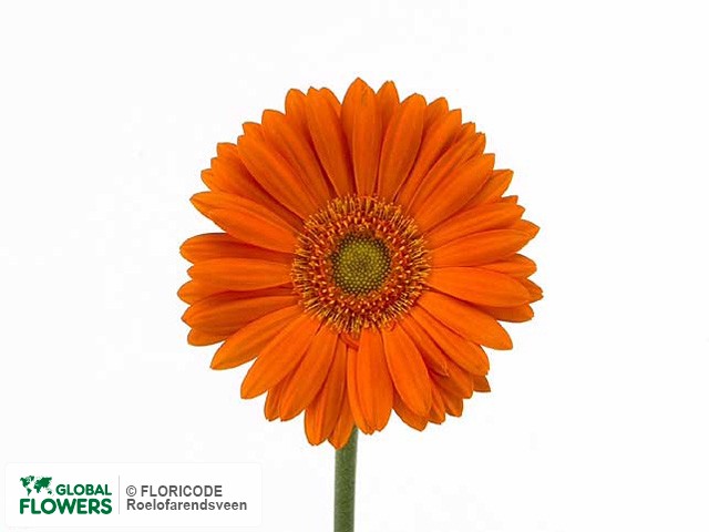 Photo Gerbera mini 'Orange Spitch'.