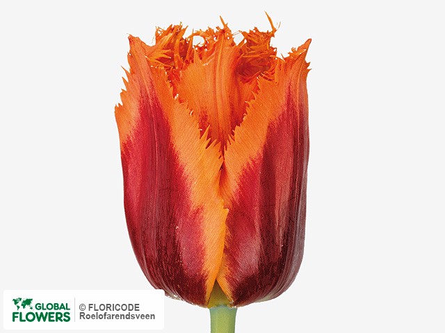 Photo Tulipa (Fringed Grp) 'Palmares'.