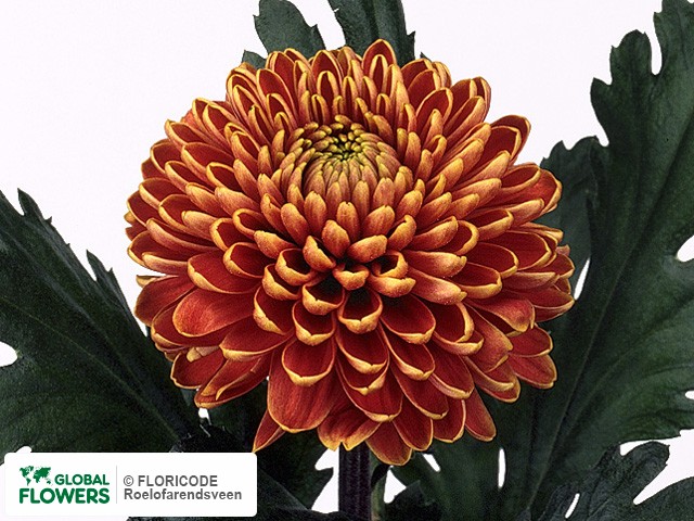 Photo Chrysanthemum (Indicum Grp) geplozen 'Zodiac Brons'.