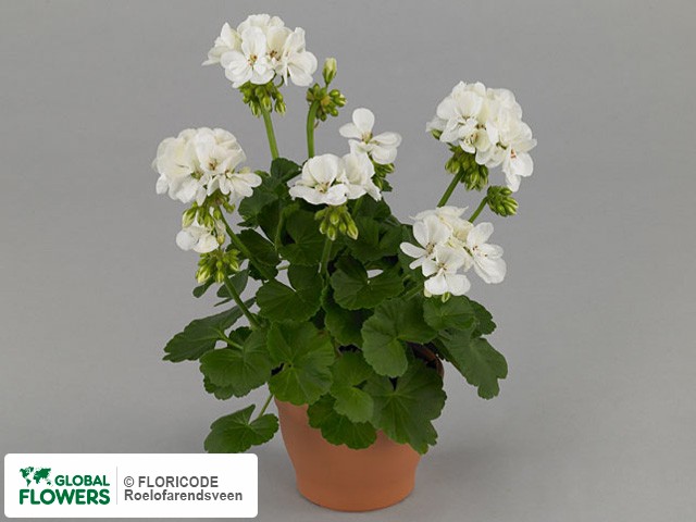 Photo Pelargonium (Zonale Grp) Summer Idols White.