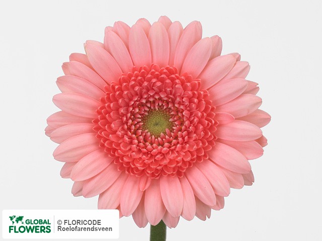 Photo Gerbera mini 'Miffy'.