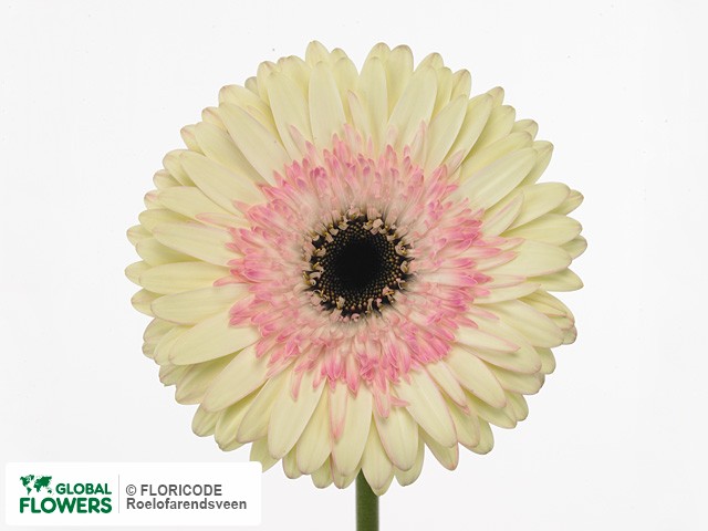 Photo Gerbera grootbloemig 'Blessing'.