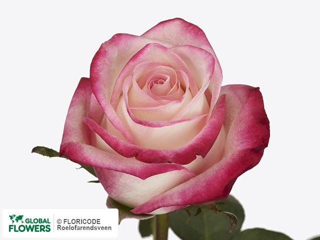 Фото вида Роза крупноцветковая "Tan08073".