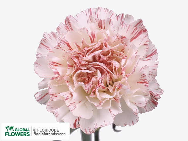 Photo Dianthus standaard Parsival.