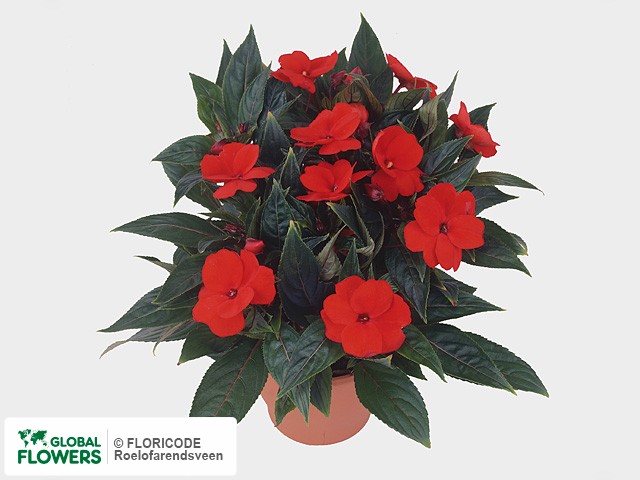 Фото вида Недотрога Новая Гвинея "Colorpower Bright Red".