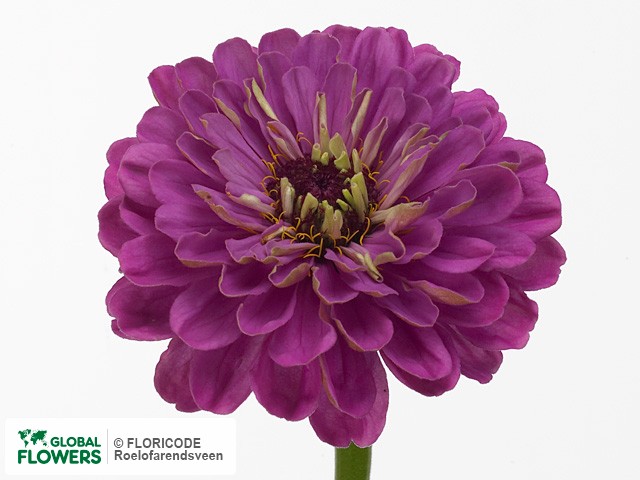 Фото вида Цинния изящная "Benary's Giant Lilac".