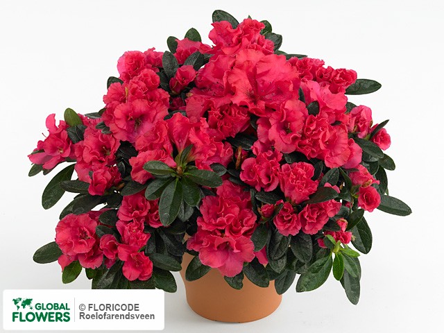 Photo Rhododendron (Simsii Grp) 'Miss Martina' | Global Flowers