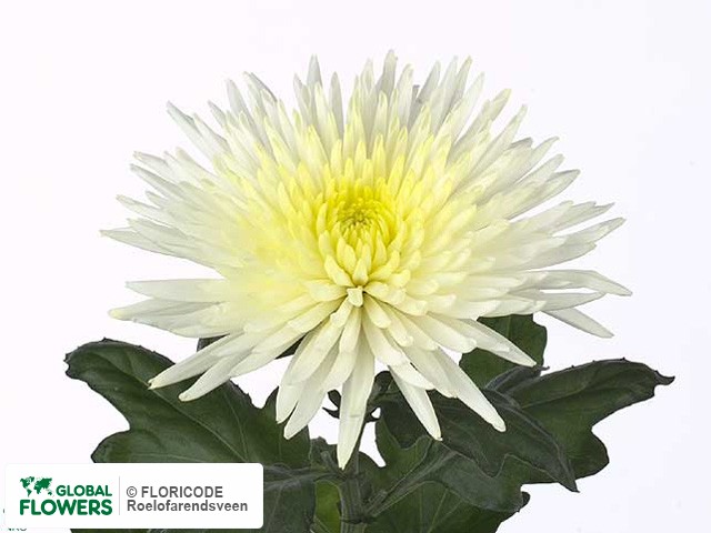 Photo Chrysanthemum (Indicum Grp) geplozen 'Anastasia Cream'.