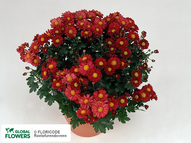 Photo Chrysanthemum (Indicum Grp) 'Merlini'.