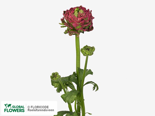 Photo Ranunculus asiaticus Pon-Pon Ariel.