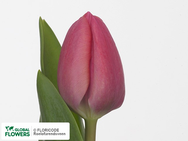 Photo Tulipa (Triumph Grp) 'Carola'.