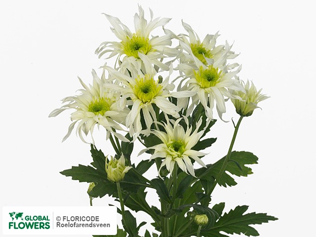 Photo Chrysanthemum (Indicum Grp) tros Saba Vanila.