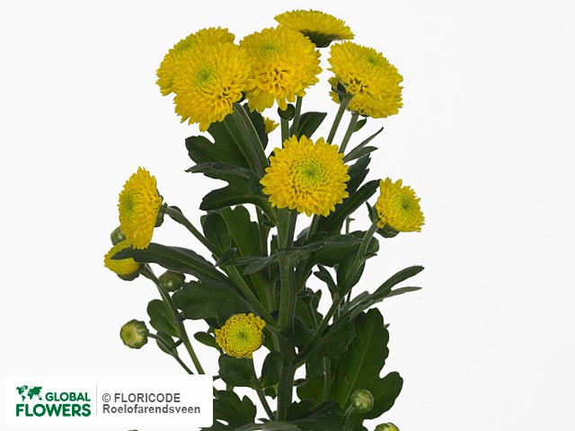 Photo Chrysanthemum (Indicum Grp) tros santini 'City'.